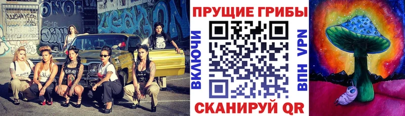 цена   Свободный  Галлюциногенные грибы Psilocybe 